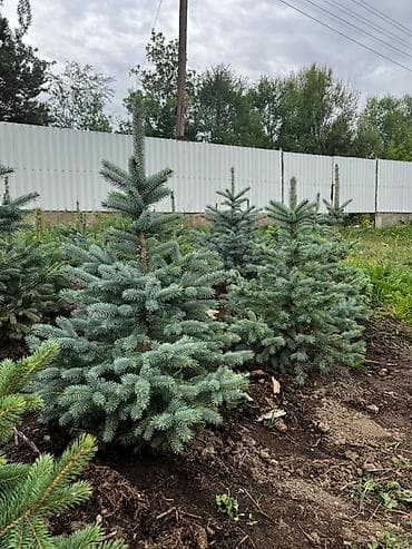 сеянцы голубой ели: Ель голубая (Picea pungens Glauca) из открытого грунта - Декоративные — 7