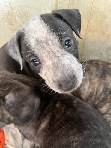 японская порода собак акита: Питбуль, 1 месяц, Самка, С родословной — 3