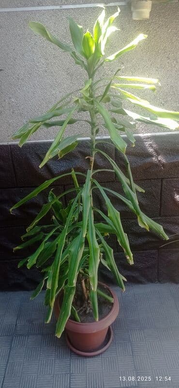 цветы бишкек комнатные: Продаю комнатные цветы — 5