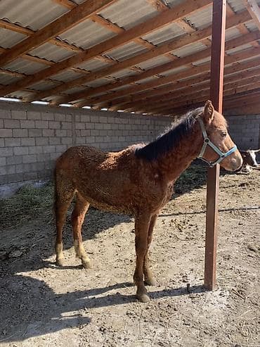 обувь мюли: Продаю | Жеребенок | Полукровка | Для разведения | Племенные — 7