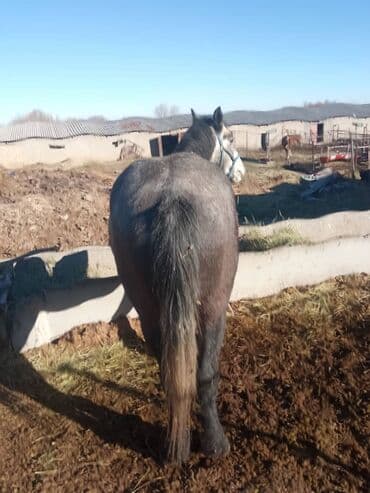 Сатам | Жылкы (эркек) | Жумушка — 4