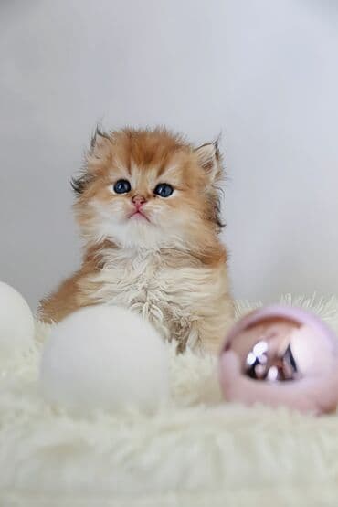 тайские кошки: Британская короткошёрстная, 1 месяц, Мальчик, Золотая шиншилла — 3