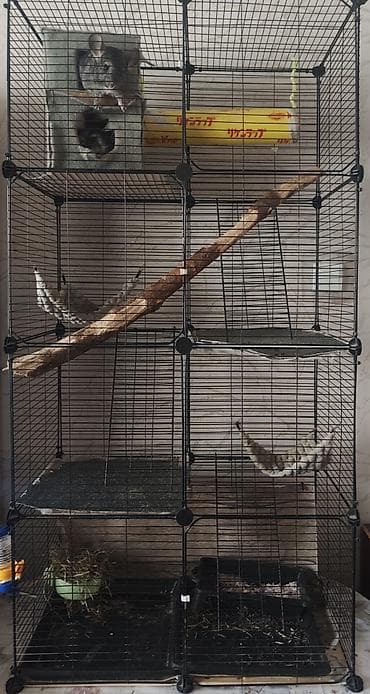 Продаётся пара шиншилл (мальчик и девочка), возраст 1 год. Животные