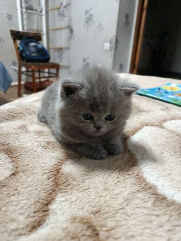 продажа щенков немецкой овчарки в бишкеке с документами: Британская короткошёрстная, 1 месяц, Девочка, Голубой, Приучена к лотку — 1