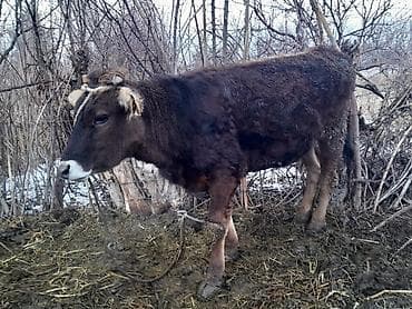 мёд белый: Продаю | Музоо, торпок | Алатауская | На откорм, Для разведения — 3