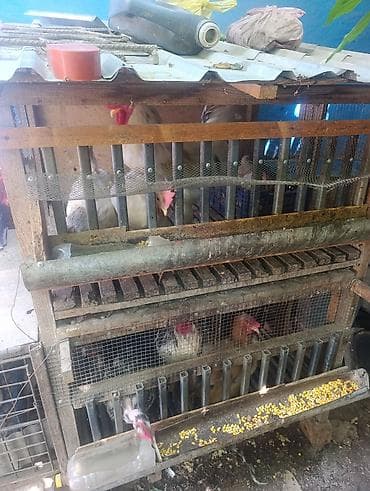 цыплята гриз бар фото: Продаю | Куры | Домашняя | Для разведения — 3