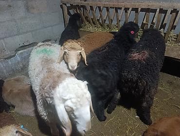 баран ягнята: Продаю | Ягненок | Полукровка | На забой — 2