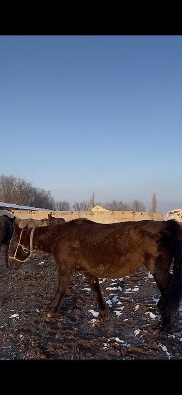 А/ч жаныбарларын сатам: Сатам | Бээ (ургаачы) — 3