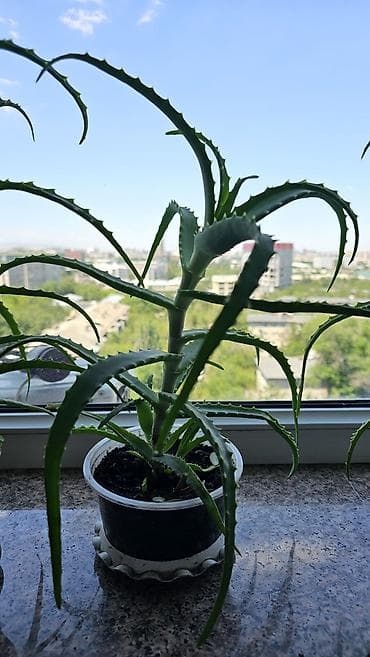 aloe: Целебный хороший алоэ 3 года! с детками Неприхотлив в уходе. Яркий — 5