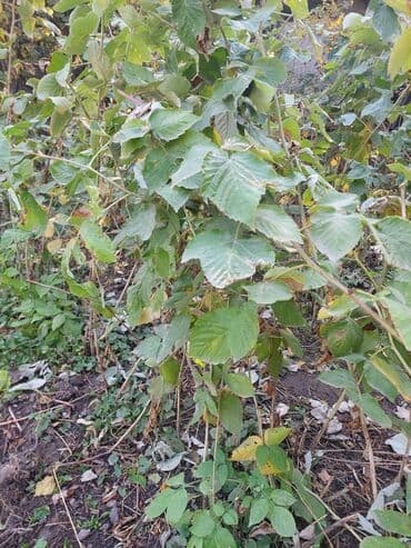 пластиковые контейнеры с крышкой купить бишкек: Саженцы малины (15 с за куст )

- — 2