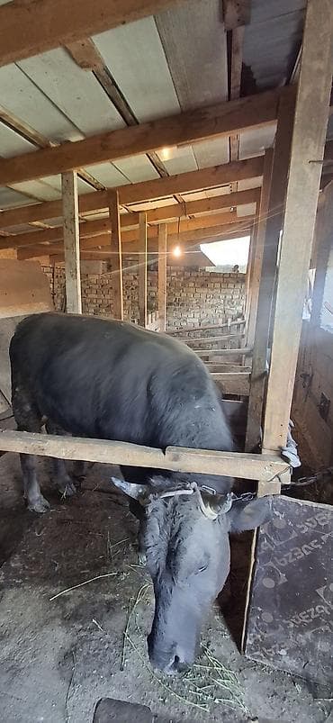 ат баши: Продаю | Бык (самец) | На откорм | Привязанные — 3
