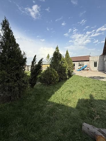 саженцы дуба: Туя Сатылат Живые хвойные растения для озеленения участка — 6