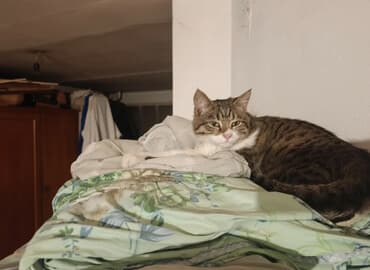 американская енотовая кошка: 5 месяцев, Мальчик — 1