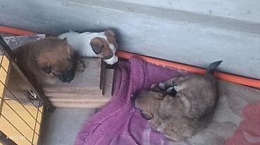 кани корсо: Отдам щенят. Порода метис,но отец овчарка, крупная порода,и поэтому — 6