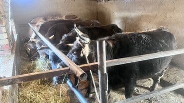 Услуги ветеринара: Продаю | Корова (самка) | Для разведения | Привязанные — 1