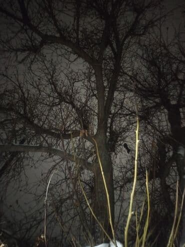 Продаю орех срочно