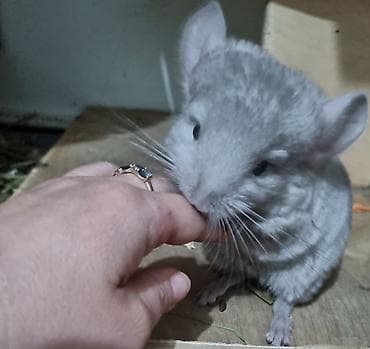 Декоративдик коендор: Шиншилла, окрас серебристый(родился 2 01 2026) (пастель/стандарт — 2