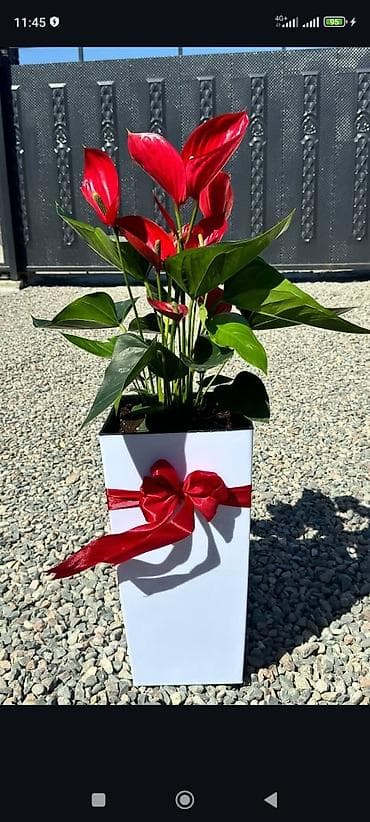 антуриум цветы: Ищу квартиру с по следующим выкупом — 1