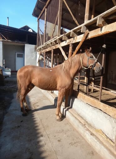 Продаю | Жеребец | Дончак | Для разведения