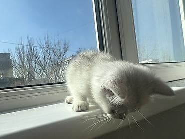 американская короткошерстная кошка купить: Британский котёнок, скотиш страйт / Scottish Straight, серебристого — 8