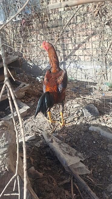продаю петухов: Продаю | Петух | Бойцовая | Для разведения — 7