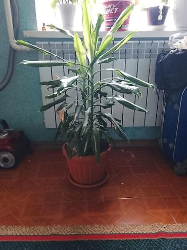 Комнатные растения: Комнатное растение – драценa (Dracaena fragrans, «драцена деремская») — 1