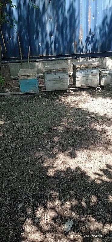 рамки для пчел: Деревянный Ящик — 2