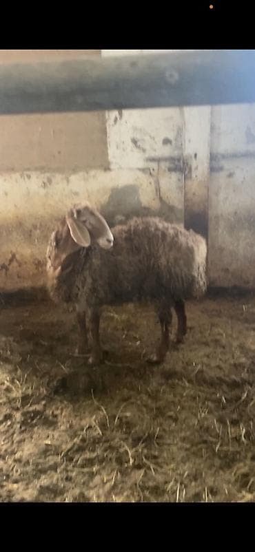 каби корим: Продаю | Баран (самец) | Арашан | Матка — 1