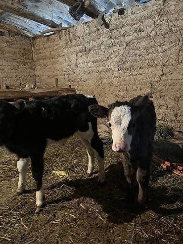 Услуги ветеринара: Продаю | Музоо, торпок | Полукровка | На откорм | Искусственник — 6