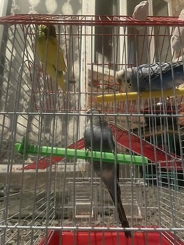 хомяк с клеткой: Клетка для волнистых попугаев с Попугаями 3 штуки - Геометрия — 2