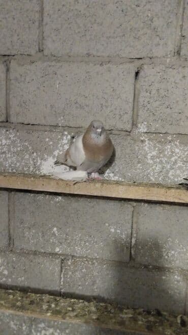 корм для птенцов волнистых попугаев: Продаются голуби: Голубка ореховая такла, бакинцы, узбекские. Цены — 9