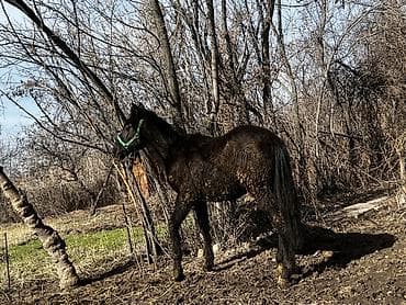 Башка жаныбарлар: Сатам | Тай — 2