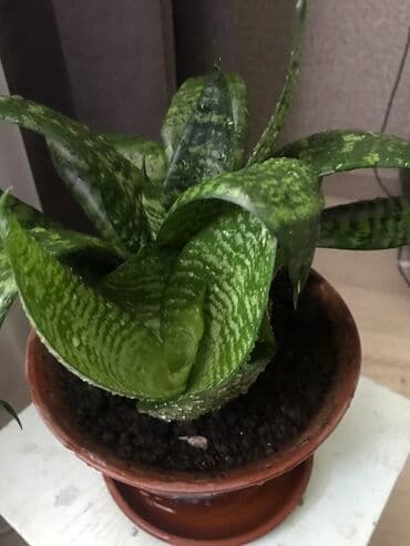 неделю: Продаю комнатный цветок - сансевиерия ханни Сильвер более 20 см — 4