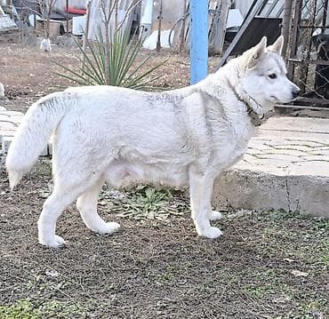 цена собаки шпиц: Хаски, 1 месяц, Самка — 8