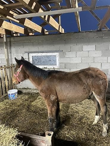 оптом козу: Продаю | Жеребенок | Рабочий — 4