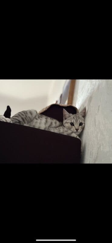 сколько стоят вислоухие коты: Котёнок с серебристо-полосатым окрасом (серебро табби). Короткая — 1