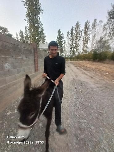 Кемирүүчүлөр: Осёл (молодой, компактного роста) - Порода/тип: домашний осёл — 2