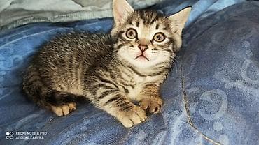 отдам котят в хорошие руки бишкек: Котята-домоседы, помёт от домашней кошки. На выбор несколько малышей — 3