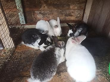 собачий рынок: Продаю | Крольчата | Для разведения | Племенные — 2