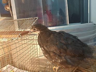 карликовый петух: Продаю | Куры | Для разведения — 3