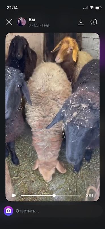 папугай ара: Продаю | Овца (самка) | Для разведения | Ярка — 3