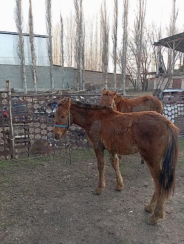 Животные: Продаю | Жеребенок | Рабочий — 5