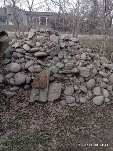 Зоотовары: - Окрас: серо-белая «соль с перцем», светлая мордочка и уши — 2