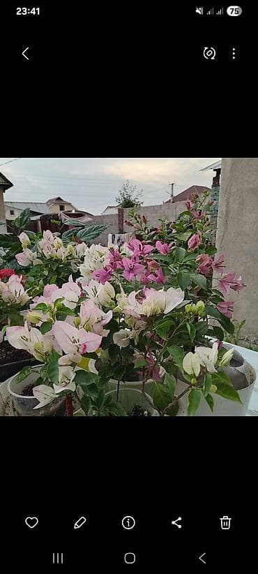 озеление: Самовывоз — 9