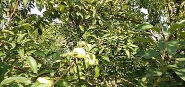 Недвижимость: 🌿 Просторный дом с большим участком 7,5 соток в Чуй-Токмоке (ул — 8
