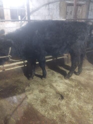 бык бык: Продаю | Бык (самец) | На откорм — 3