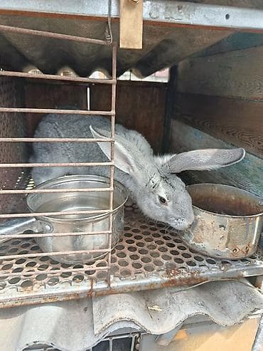 карликовые утки: Продаю | Крольчата | Для разведения — 6