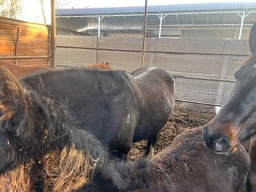 объявления о найденных животных: Продаю | Кобыла (самка) | Для разведения | Племенные — 2