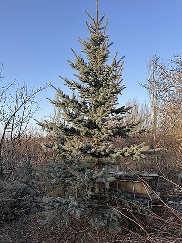 Уруктар жана көчөттөр: Ель голубая (Picea pungens, голубая ель) - Описание: Хвойное дерево с — 1