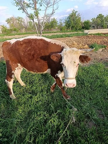 Продам с/х животных: Продаю | Корова (самка) | Герефорд | Для разведения | Привязанные — 6